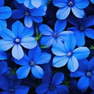 Bloo Flower