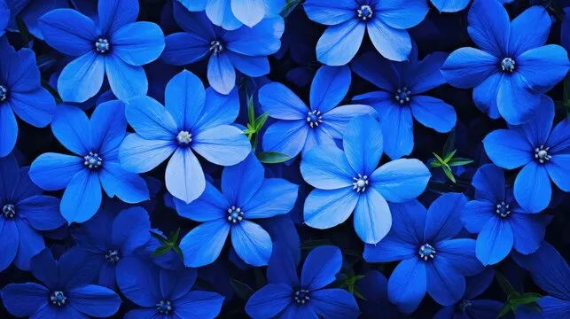 Bloo Flower