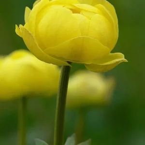 Yellow bud