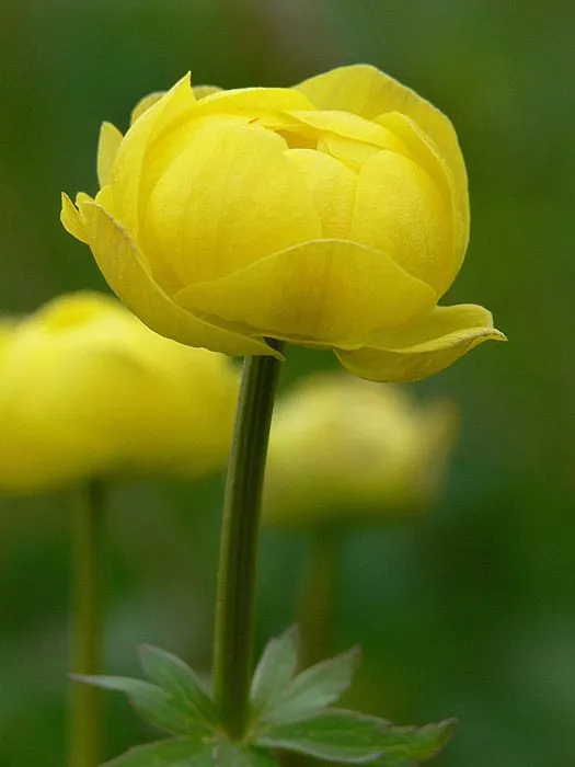 Yellow bud
